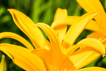 Yellow lilies close up photo with green leaves background.