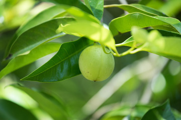 Jaiphal Nutmeg In The Plant