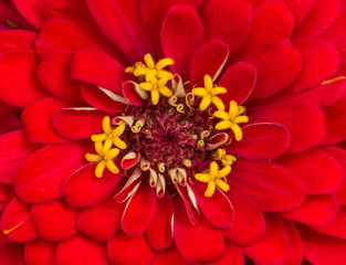 Close Up Of Red Daisy Flower