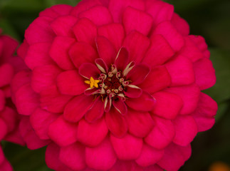 Close Up Of Red Daisy Flower