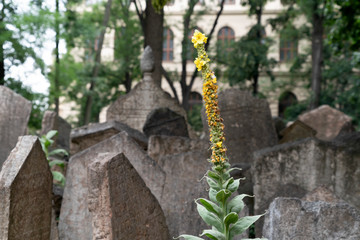 jewish old cemetery in prague