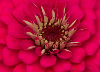 Close Up Of Red Daisy Flower