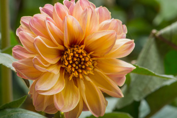 Close Up Of Orange Dahlias Flower In The Garden