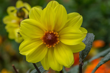 Close Up Of Yellow Dahlias Flower In The Garden