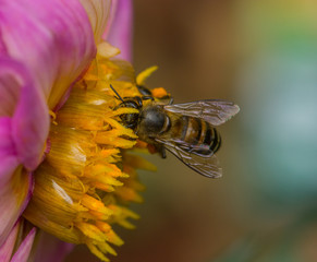Honey Bee On Flower In The Garden
