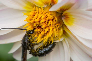 Honey Bee On Flower In The Garden