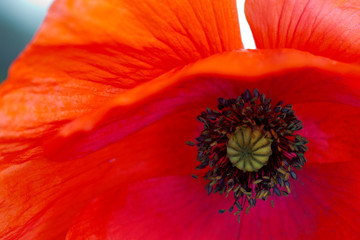 Abstract red poppy flower background .