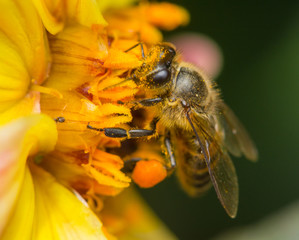 Honey Bee On Flower In The Garden