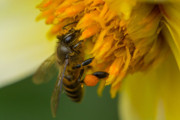 Honey Bee On Flower In The Garden