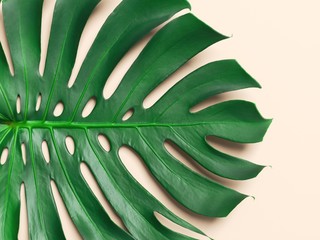 Green palm leaf with pink background