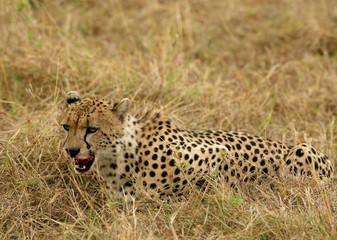 A Cheetah relaxing after eating a meal in the Savannah, Masai Mara, Kenya