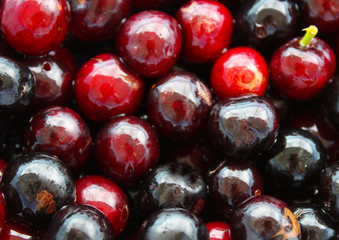 Berry fruits, taflan, Prunus laurocerasus