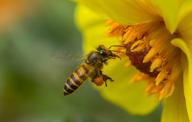 Honey Bee On Flower In The Garden