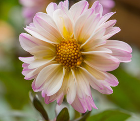 Close Up Of Dahlias Flower In The Garden