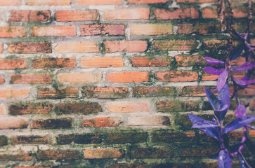 Green mos on the wall Natural background