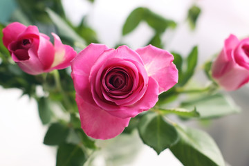 Beautiful rose flower