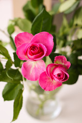 Beautiful rose flower