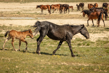horses are on the road. Behind the steppe landscape