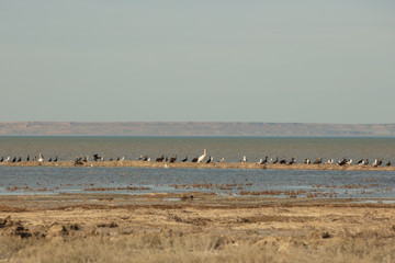 Fototapeta na wymiar A colony of pelicans.ducks and gulls enjoying the afternoon sun on a sandy island in the Aral sea
