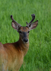 Buck White Tailed Deer