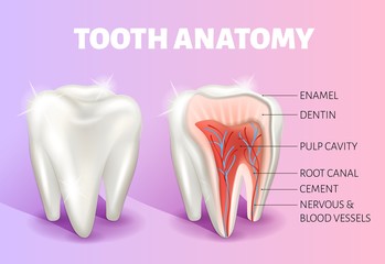 Tooth anatomy infographics. Realistic 3D vector medical banner or poster.
