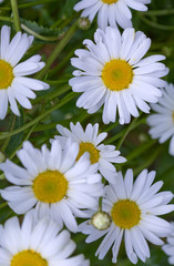 Macro Shot of white daisy flowers in sunlight.
