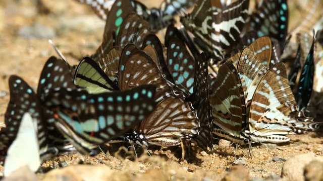 Group of butterflies puddling on the ground and flying in nature, They eats minerals on ground in Ban Krang Camp, Kaeng Krachan National Park at Thailand.