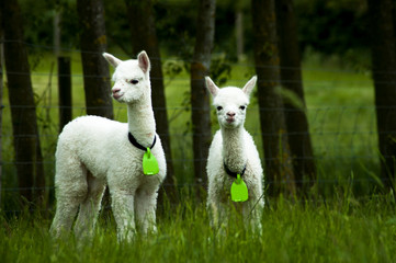 White alpaca babies