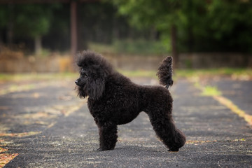 Portrait of a black poodle
