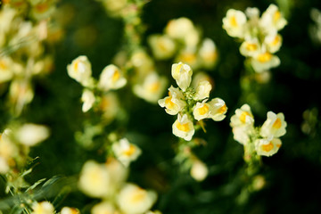 Many small flowers (linaria vulgaris) with different shades of yellow