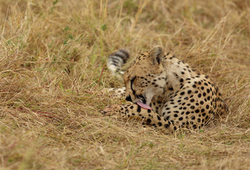 A Cheetah licking its paws after eating a meal in the Savannah, Masai Mara, Kenya