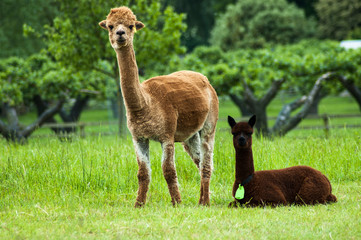 Alpaca mother and baby