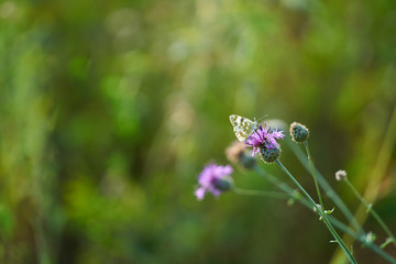 Little butterfly sits on a burdock