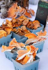 Raw Foraged Mushrooms for Sale at a Local Market