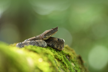 Hognosed pitviper on moss tree