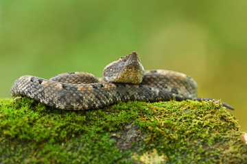 Hognosed pitviper on moss tree