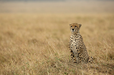 A Cheetah relaxing after eating a meal in the Savannah, Masai Mara, Kenya
