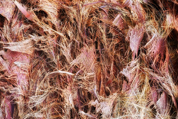 Close up young palm tree trunk fiber abstract background