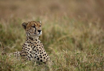 Naklejka na ściany i meble A Cheetah relaxing after eating a meal in the Savannah, Masai Mara, Kenya