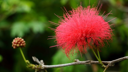 Close-up. pink red powder puff or red head powder puff