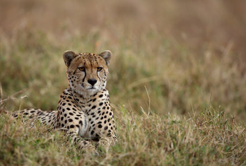 Fototapeta premium A Cheetah relaxing after eating a meal in the Savannah, Masai Mara, Kenya
