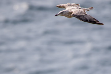 Flying Seagull