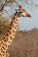 Adult Giraffe in Kruger National Park, South Africa
