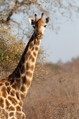 Adult Giraffe in Kruger National Park, South Africa
