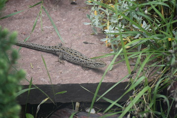 lizard in my garden