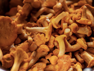 Yellow chanterelle (cantharellus cibarius) close up. Selective focus. Eatable mushrooms.