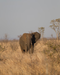 Obraz premium Bull Elephant in Kruger National Park, South Africa