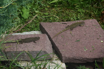 lizard in my garden