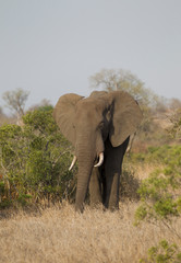 Obraz premium Bull Elephant in Kruger National Park, South Africa