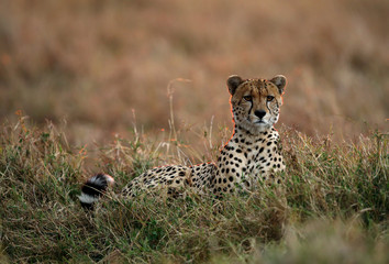 A Cheetah relaxing after eating a meal in the Savannah, Masai Mara, Kenya. This is a backlit image